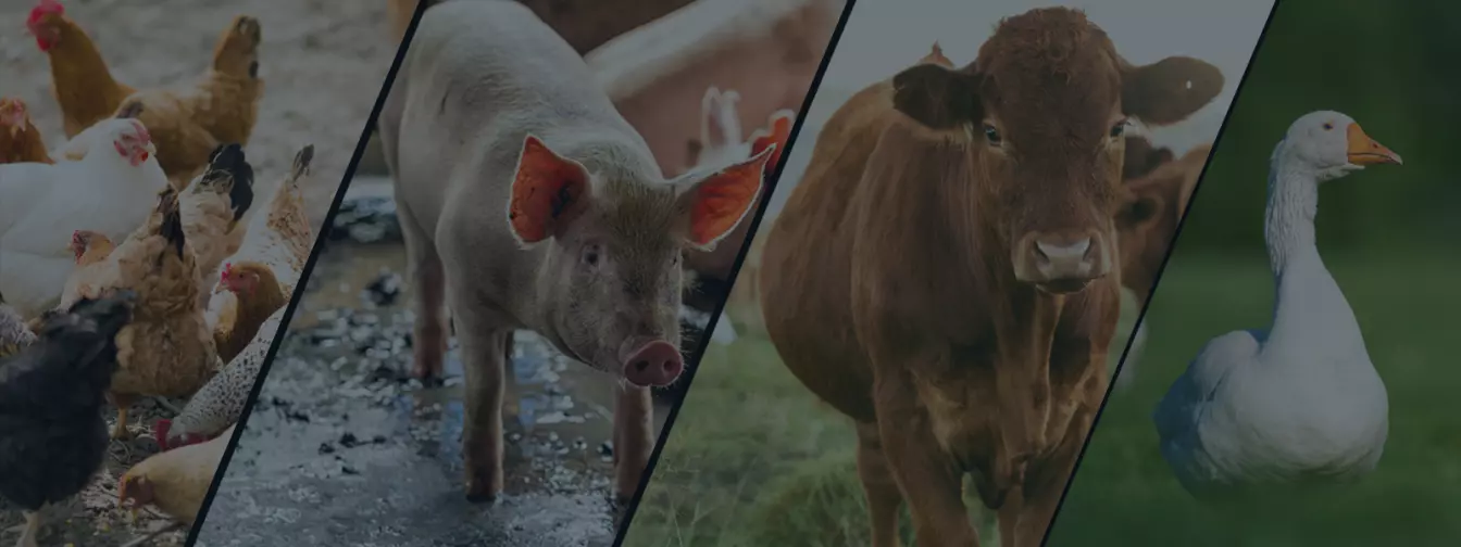 Stočarstvo i živinarstvo