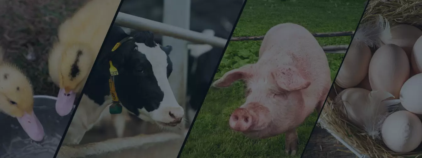 Stočarstvo i živinarstvo