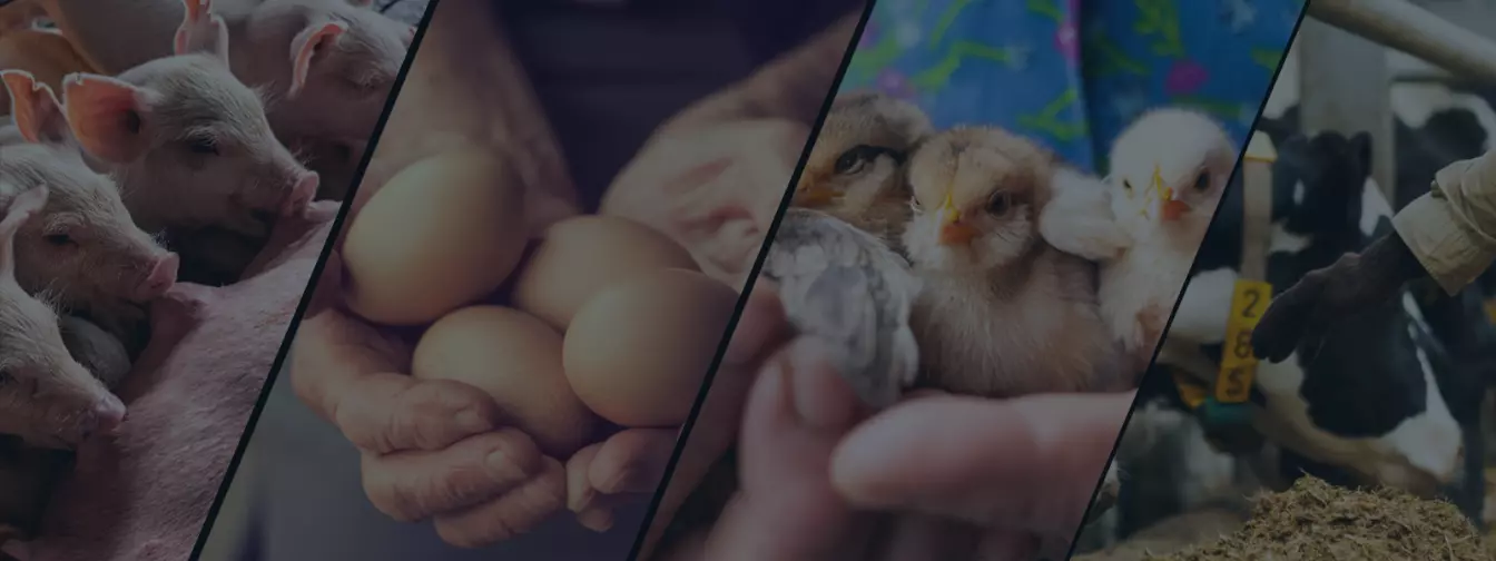 Stočarstvo i živinarstvo