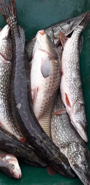 Ulov ribe Inđija Beška 4.jpg