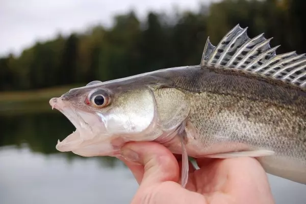 Ulov ribe Inđija Beška 5.jpg