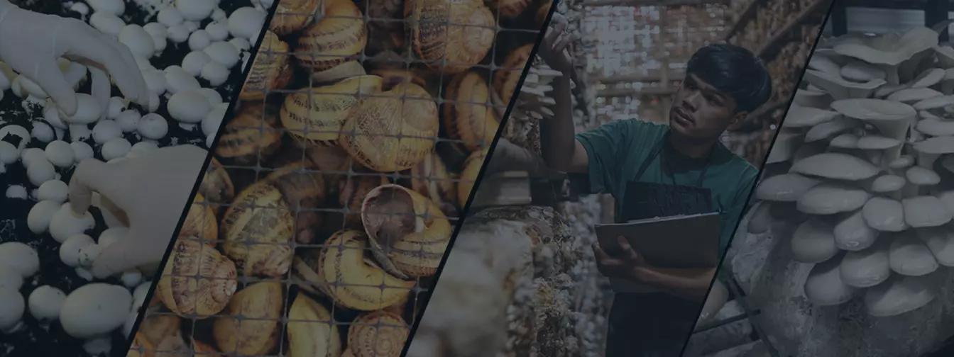 Gajenje pečuraka i puževa