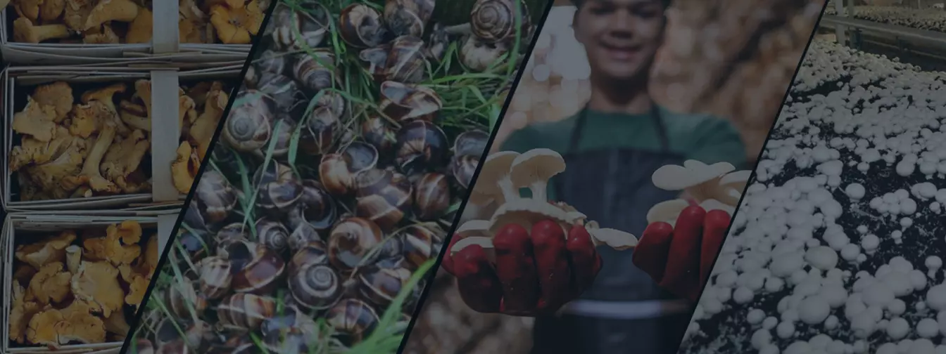 Gajenje pečuraka i puževa