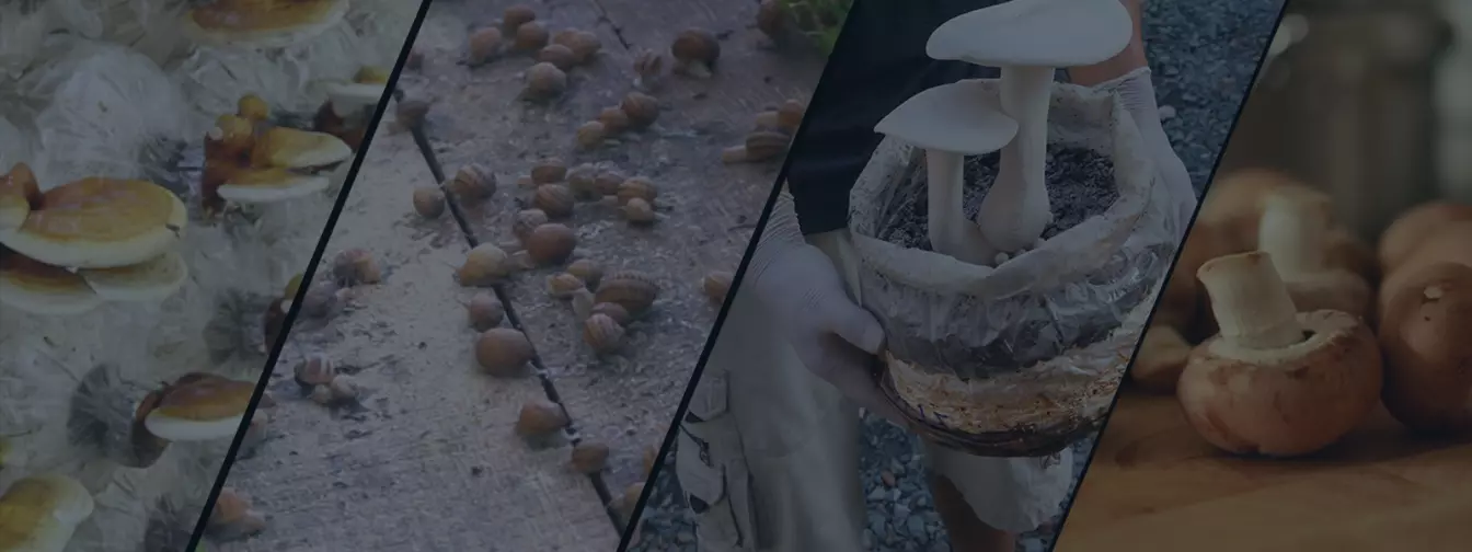 Gajenje pečuraka i puževa