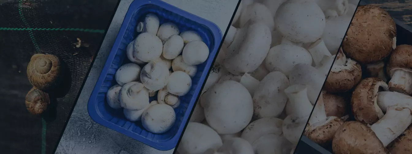 Gajenje pečuraka i puževa