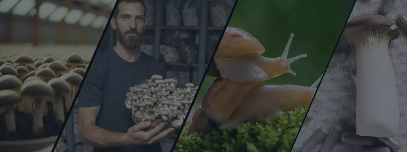 Gajenje pečuraka i puževa