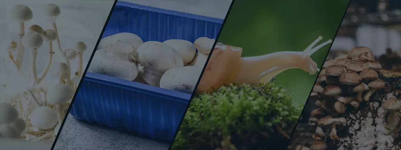 Gajenje pečuraka i puževa