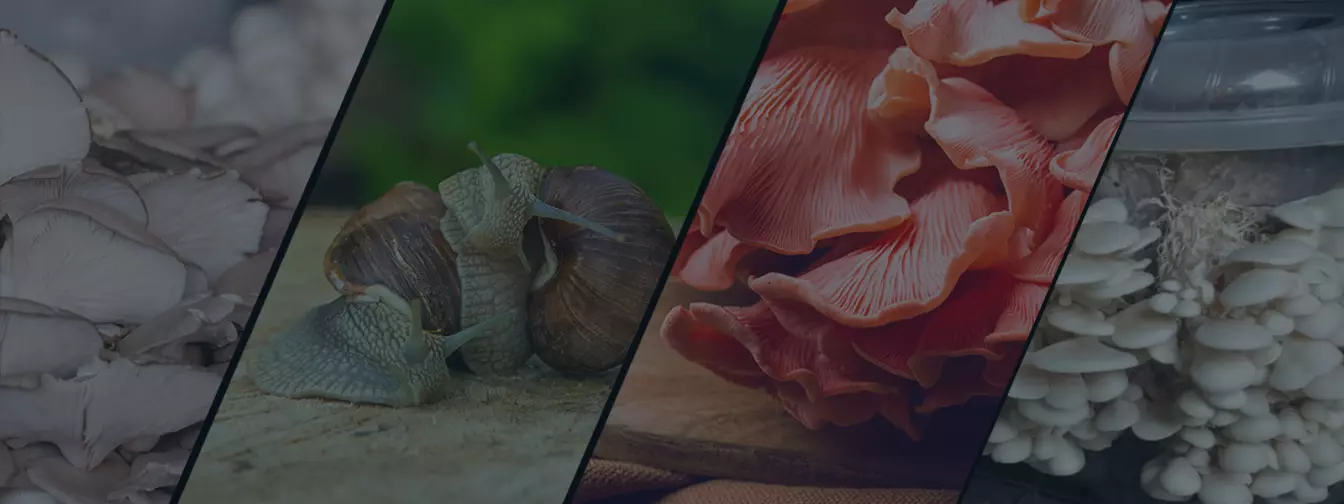 Gajenje pečuraka i puževa