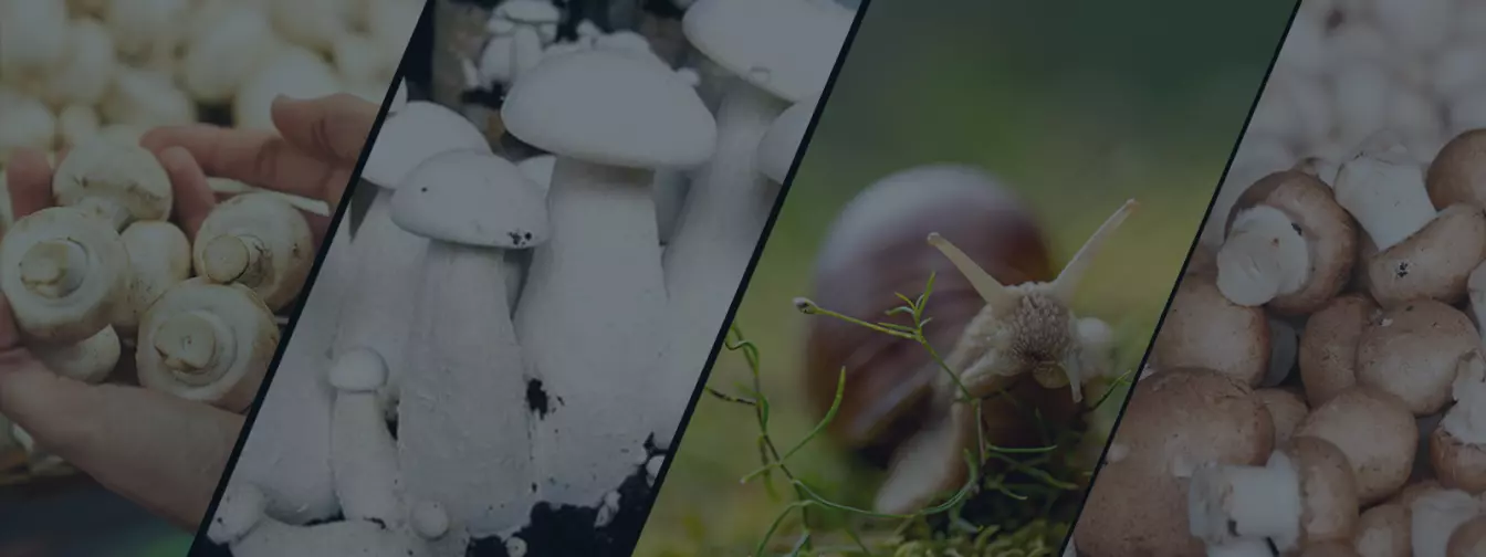 Gajenje pečuraka i puževa