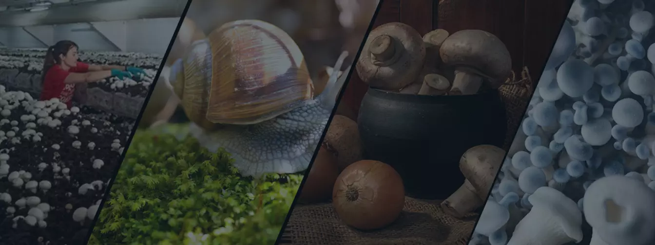 Gajenje pečuraka i puževa