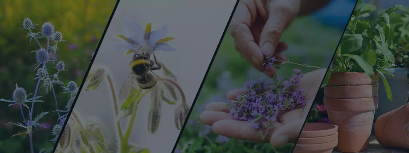 Proizvodnja začinskog i lekovitog bilja