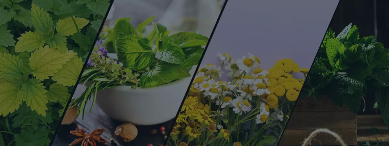 Proizvodnja začinskog i lekovitog bilja