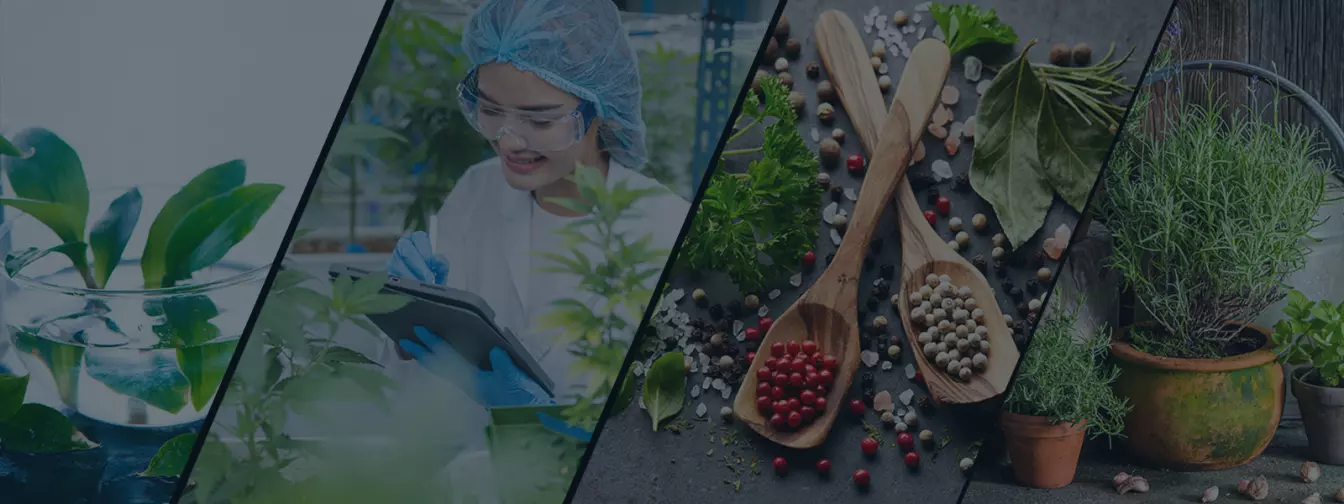 Proizvodnja začinskog i lekovitog bilja