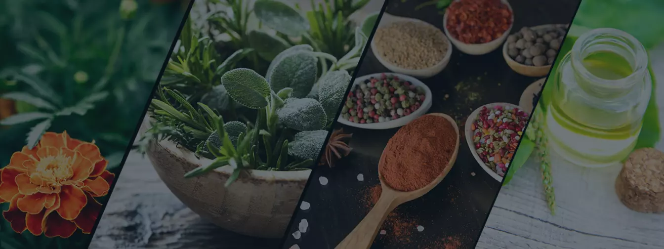 Proizvodnja začinskog i lekovitog bilja