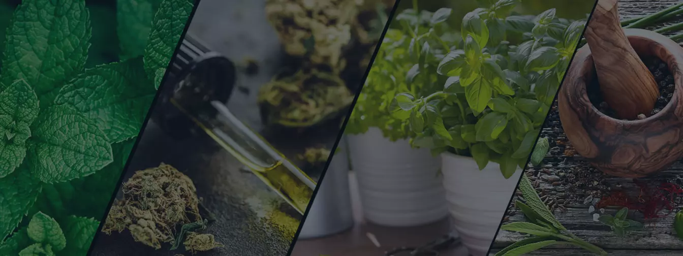 Proizvodnja začinskog i lekovitog bilja